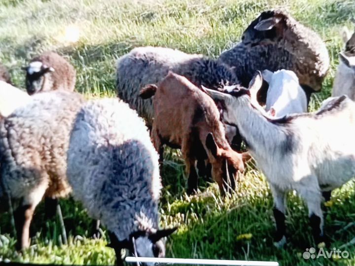 Овцы бараны