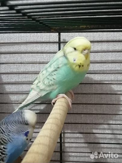 Попугаи ввп чехи