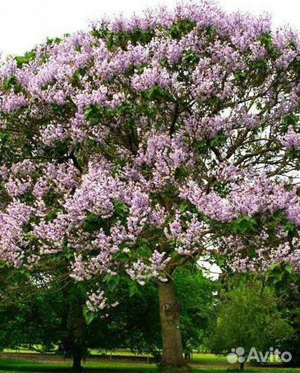 Рассада Павловния Pao Tong Z07(морозостойкий сорт)