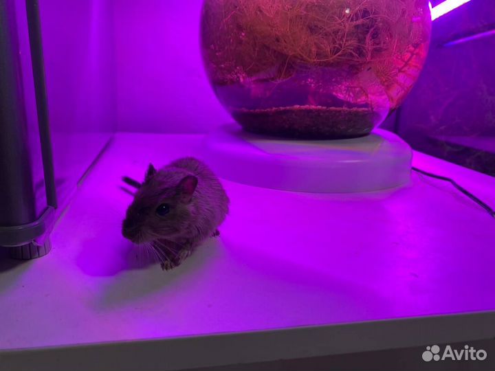 Монгольская песчанка