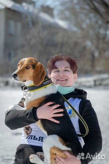 Кинолог, дрессировка собак