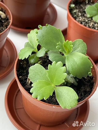 Каланхоэ каландива детки