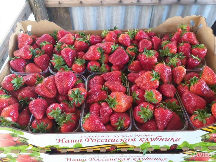 Рассада клубники