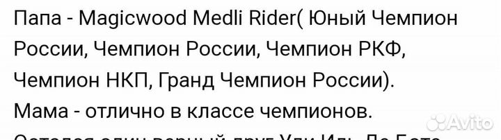 Вязка Йорка мини беби фейс