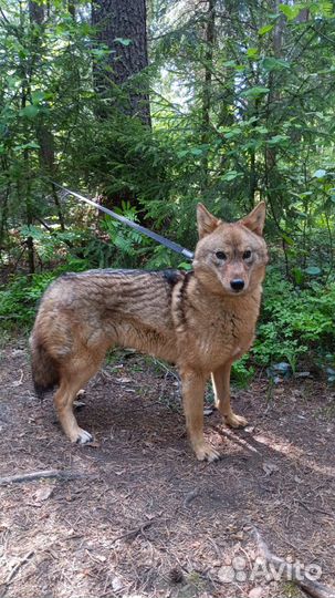 Метис шакала