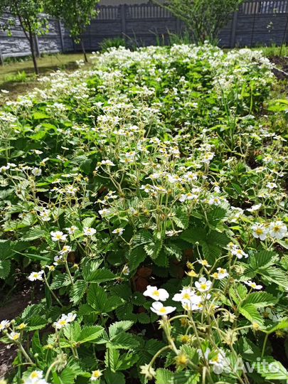 Саженцы клубники,черной смородины,малины,крыжовник