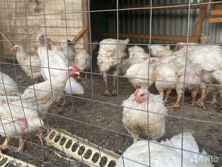 Бройлеры живым весом