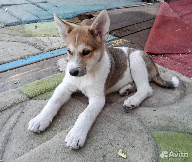 Метис лайки