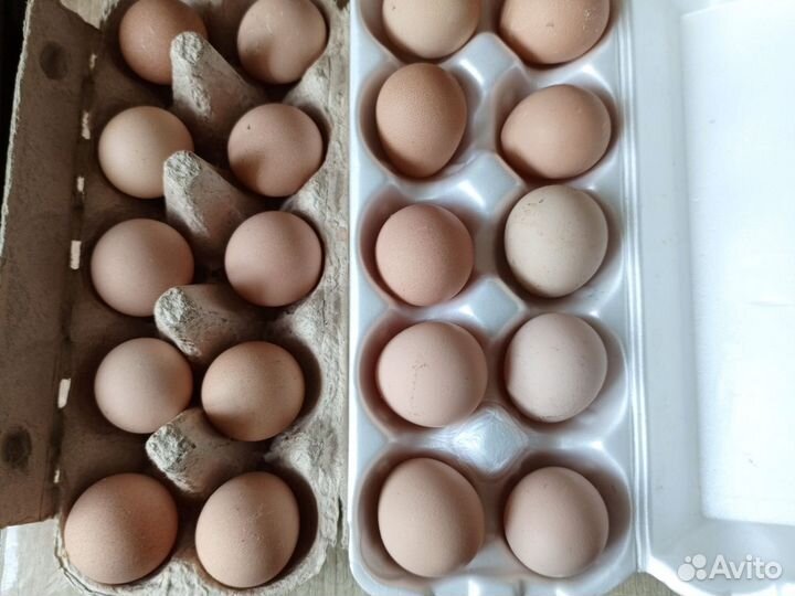 Цесариные яйца