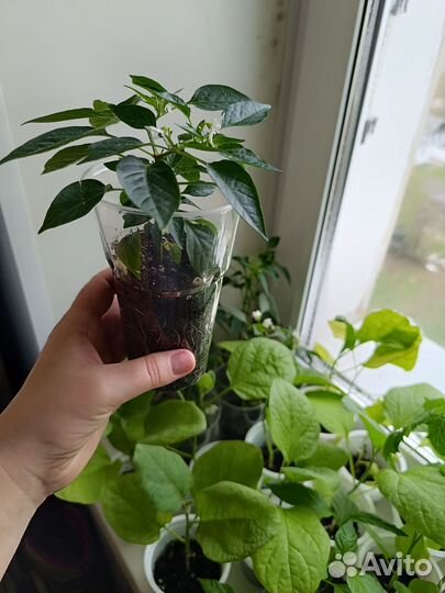 Перец острый