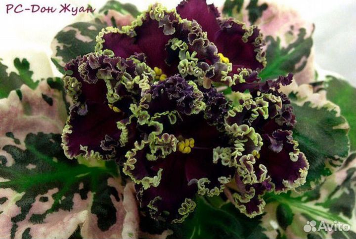 Сортовые фиалки часть 1