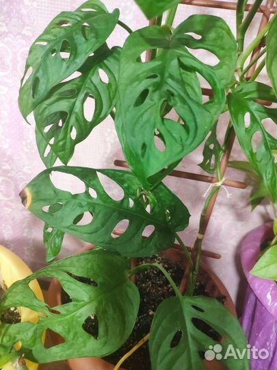 Живые лианы для террариума