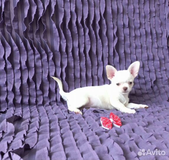 Чихуахуа девочка