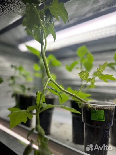 Рассада перец сладкий