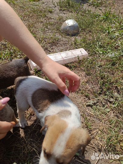 Щенки метисы в добрые руки