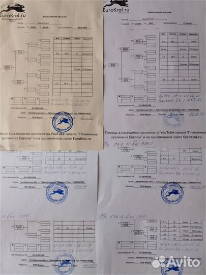 Племенные Бургундцы. Новые линии