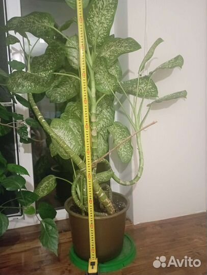 Диффенбахия