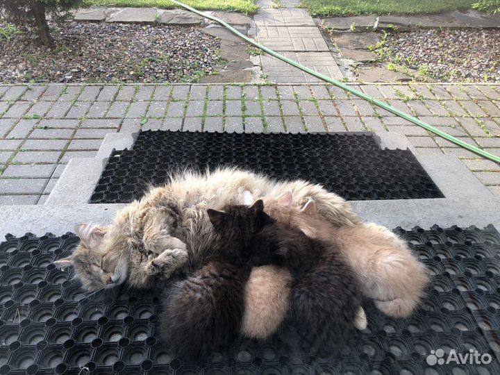 Котята в добрые заботливые руки