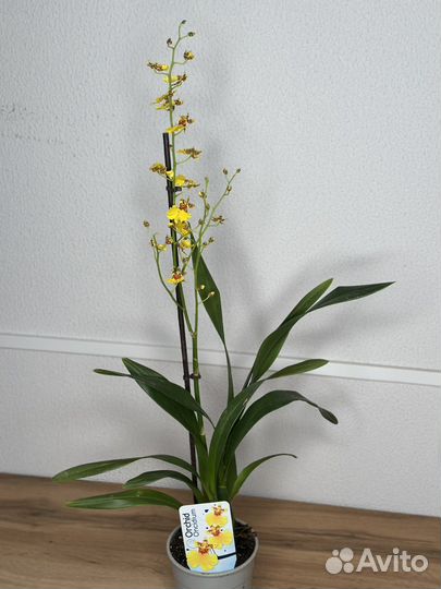 Орхидея онцидиум и зигопеталум