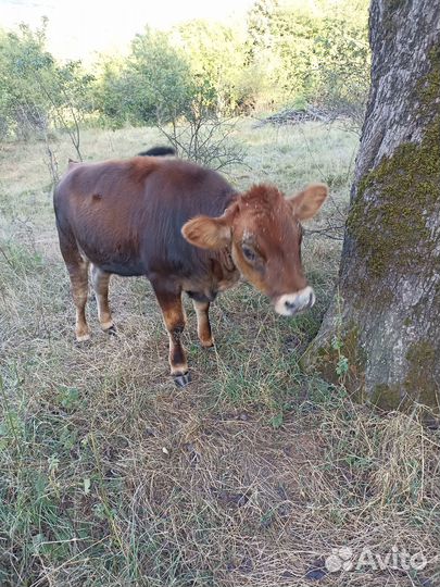 Продам корову и телку