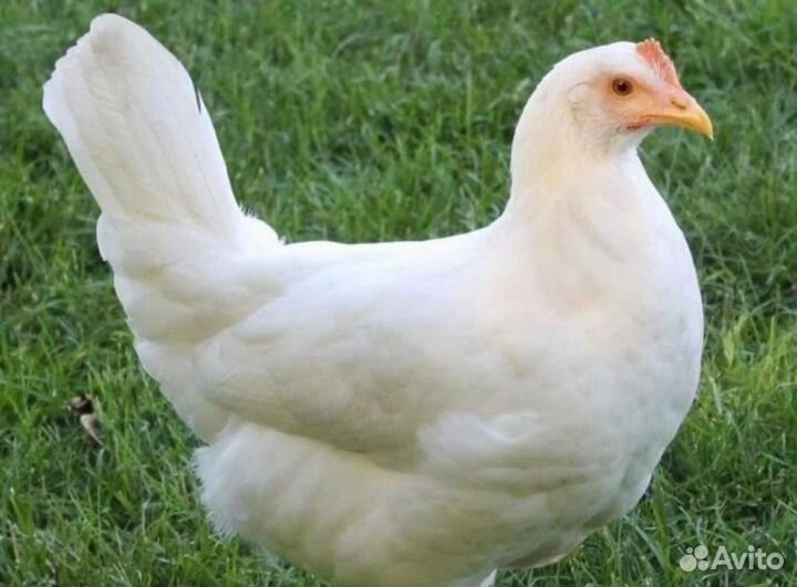 Куры молодые