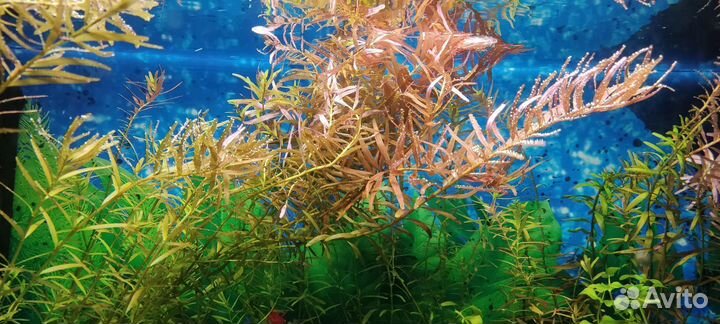 Аквариумные растения