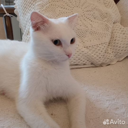 Кошечка Стеша
