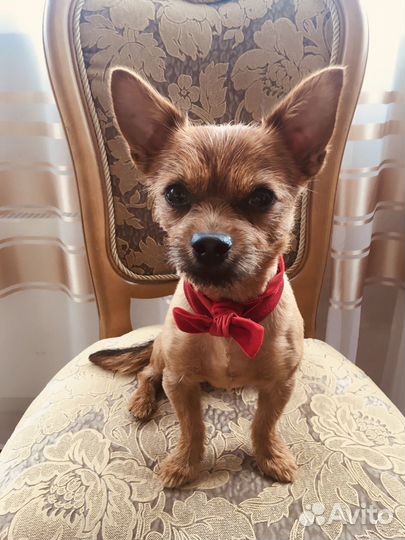 Вязка кобель