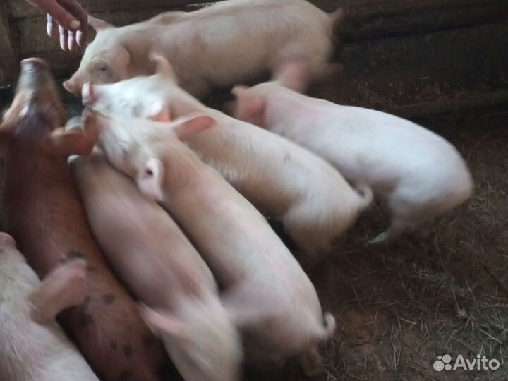 Поросята 1 месяц и 2 недели