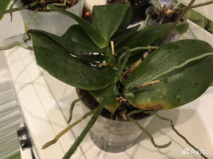 Цветущие орхидеи