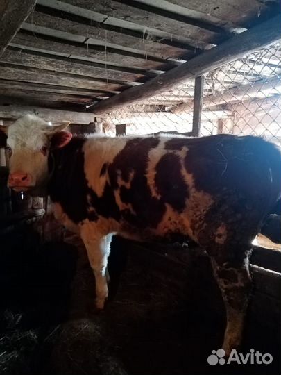 Бык и телка