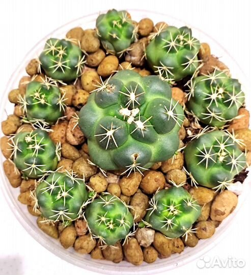 Кактусы. Корифанта. Эхинокактус Грузони