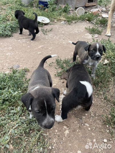 Отдам в добрые руки щенят