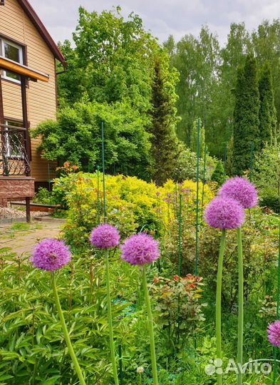 Цветы Ирисы, Аллиум, Купена, Флоксы, бамбук