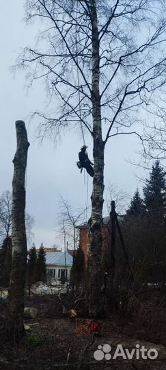 Спил деревьев