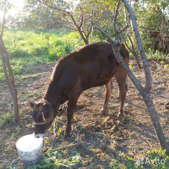 Продается годовалая телка