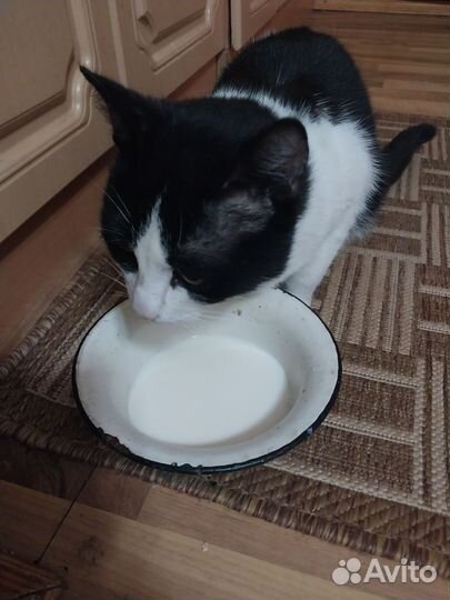 Котик в дар