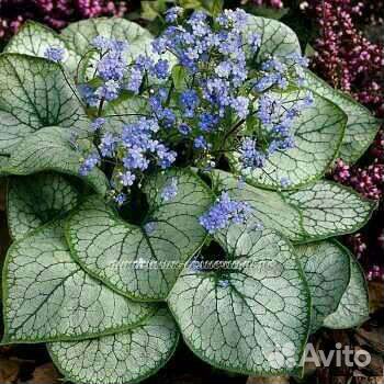 Многолетники