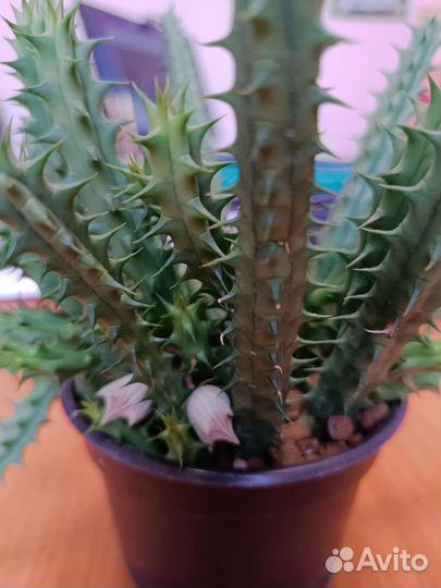 Традисканция Вайлет Хилл цианотис