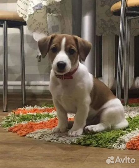 Передержка животных