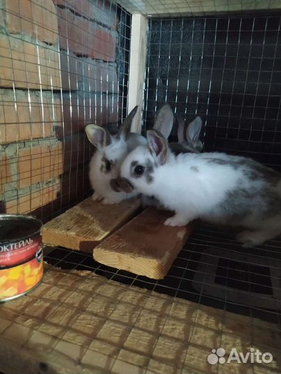 Кролики мясного направления