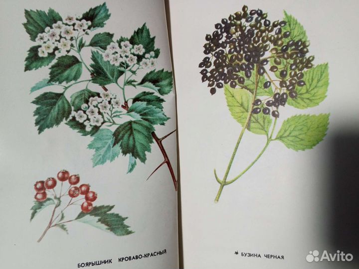 Книга Плодово-ягодные растения Марийской асср