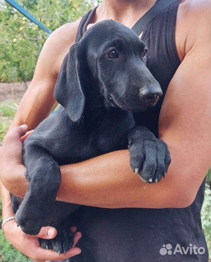 Щенки курцхаара