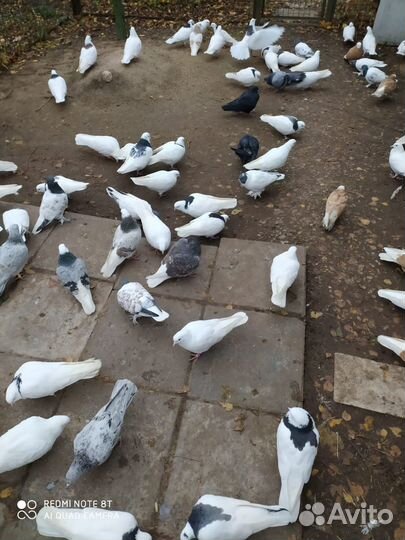 Продажа голубей