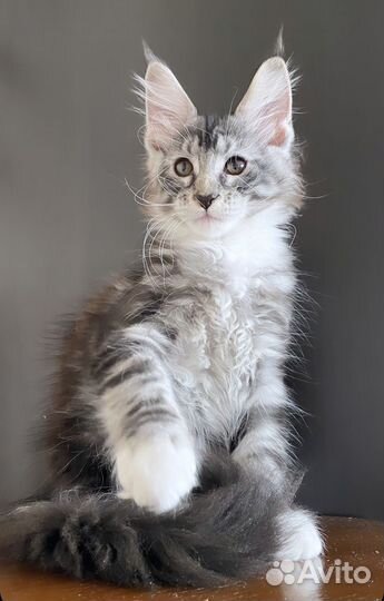 Мейн кун котенок