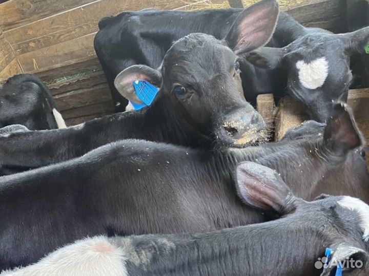 Телята бычки