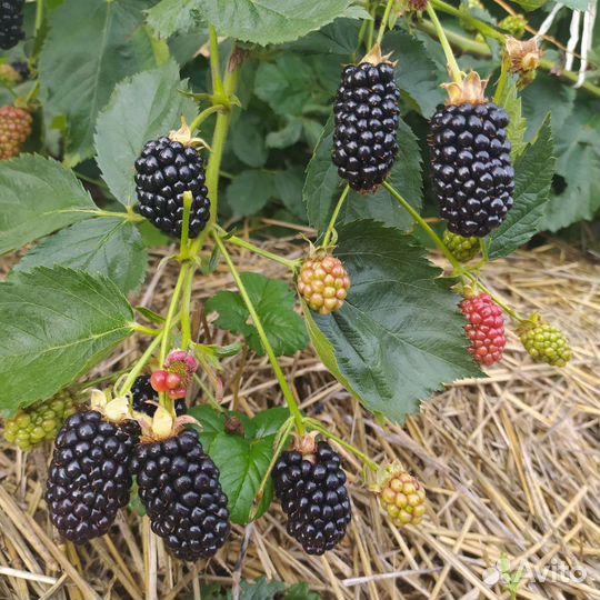 Саженцы ежевика Натчез