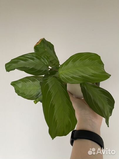 Маранта Emerald Beauty