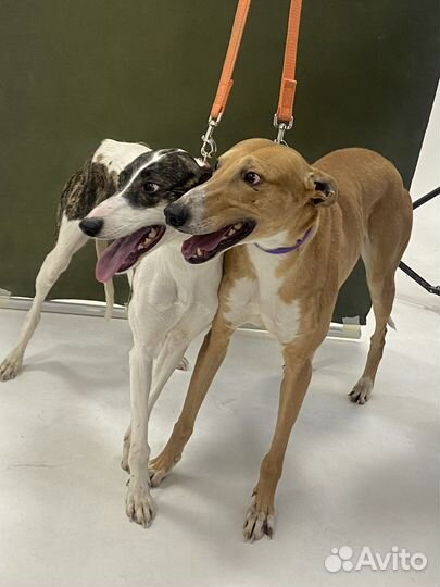 Собака в добрые руки отдам бесплатно