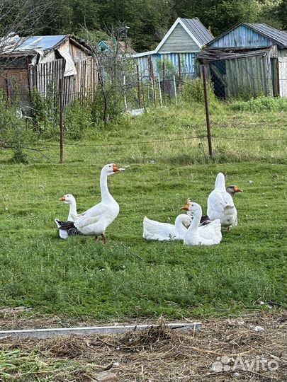 Бараны козы гуси